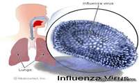 مواردی در ارتباط آنفولانزا